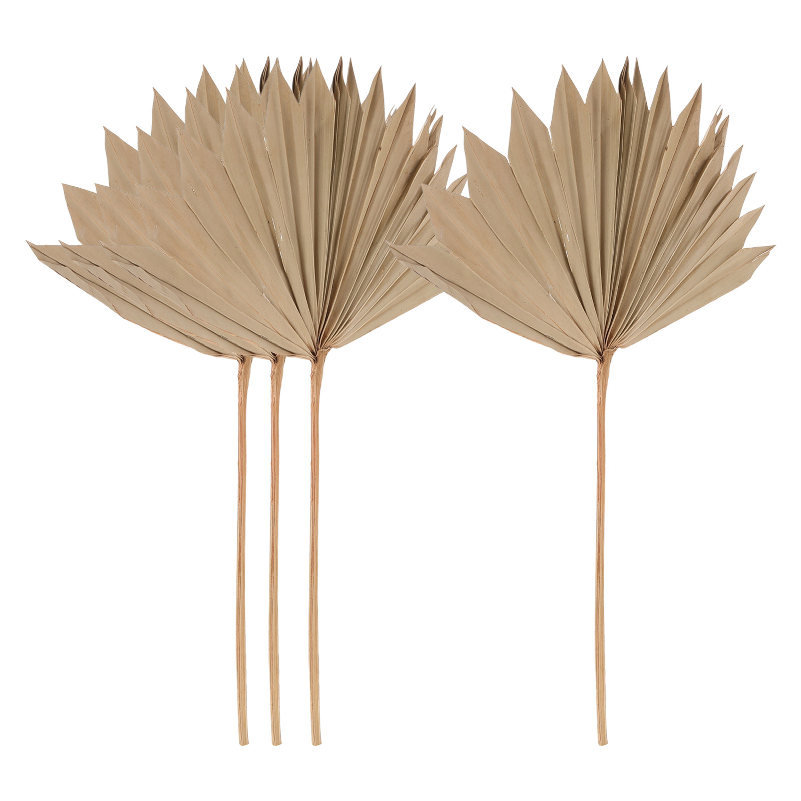 Palm Leaf Dried - 4 Piezas de Hojas de Palma