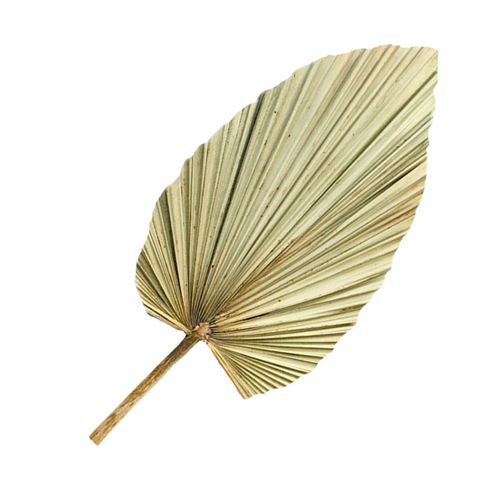 1 Pieza de Hoja de Palma Seca  - Palm Leaf Dried reseña y precio