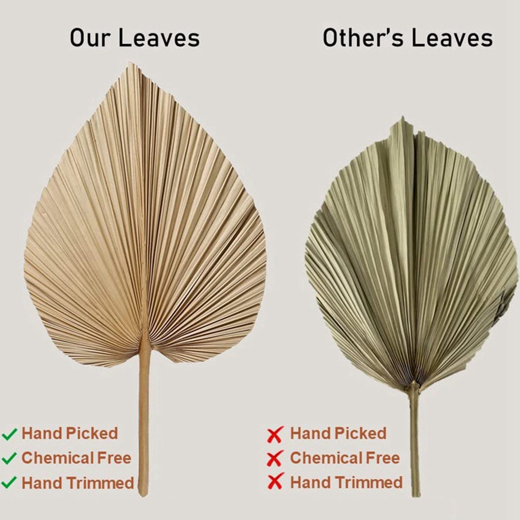 8 piezas de hojas de palma sec - Palm Leaf Dried reseña y precio