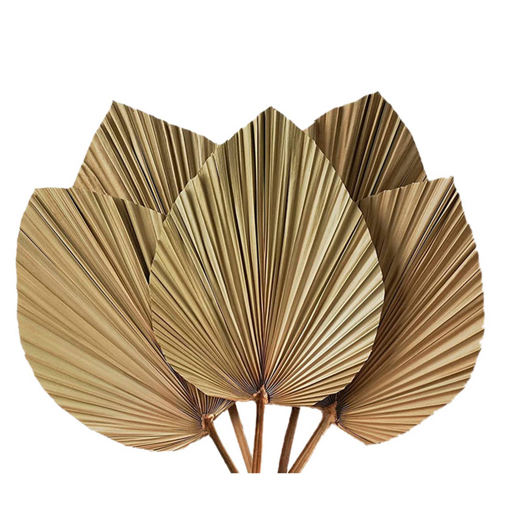 Decoración de Habitación con H - Palm Leaf Dried reseña y precio