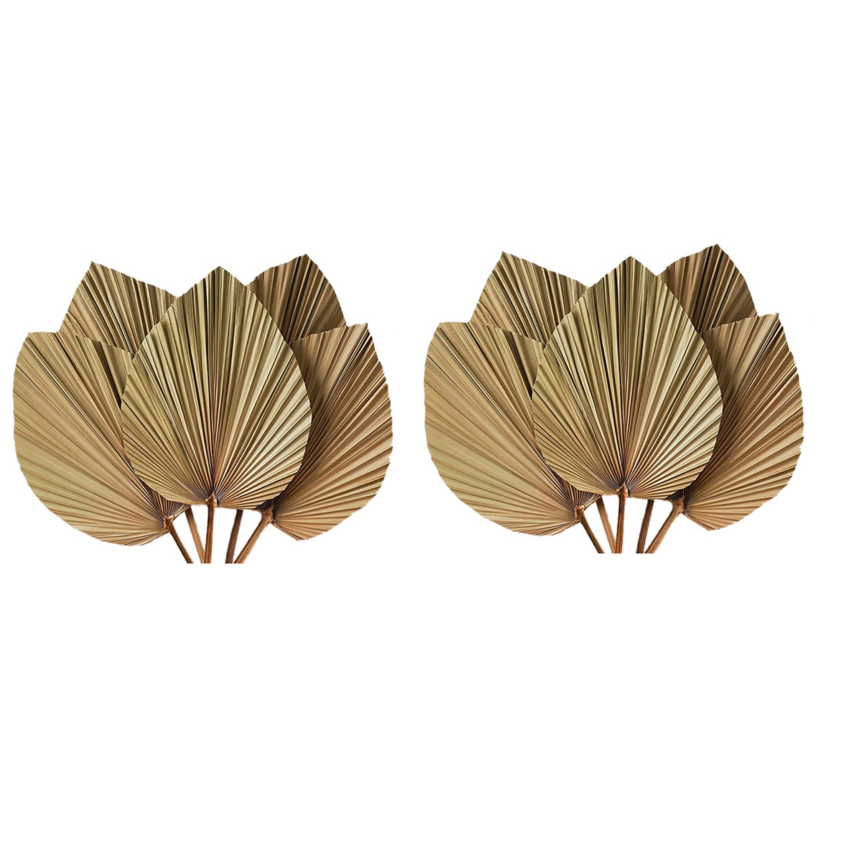 Decoración de Habitación con H - Palm Leaf Dried reseña y precio