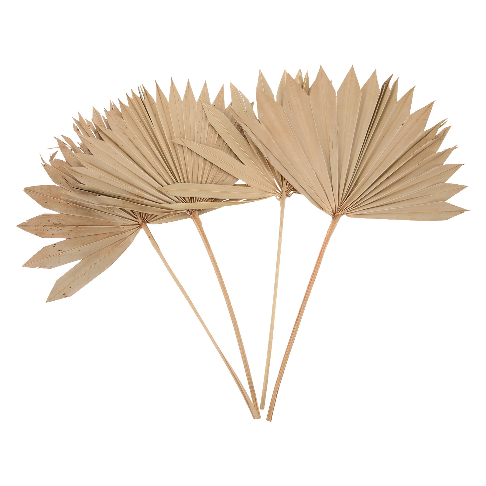 4 Piezas de Hojas de Palma Sec - Palm Leaf Dried reseña y precio