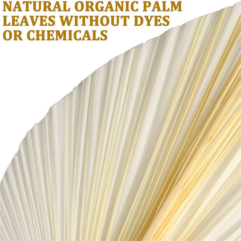 Hojas de Palma Secas Blancas G - Palm Leaf Dried reseña y precio