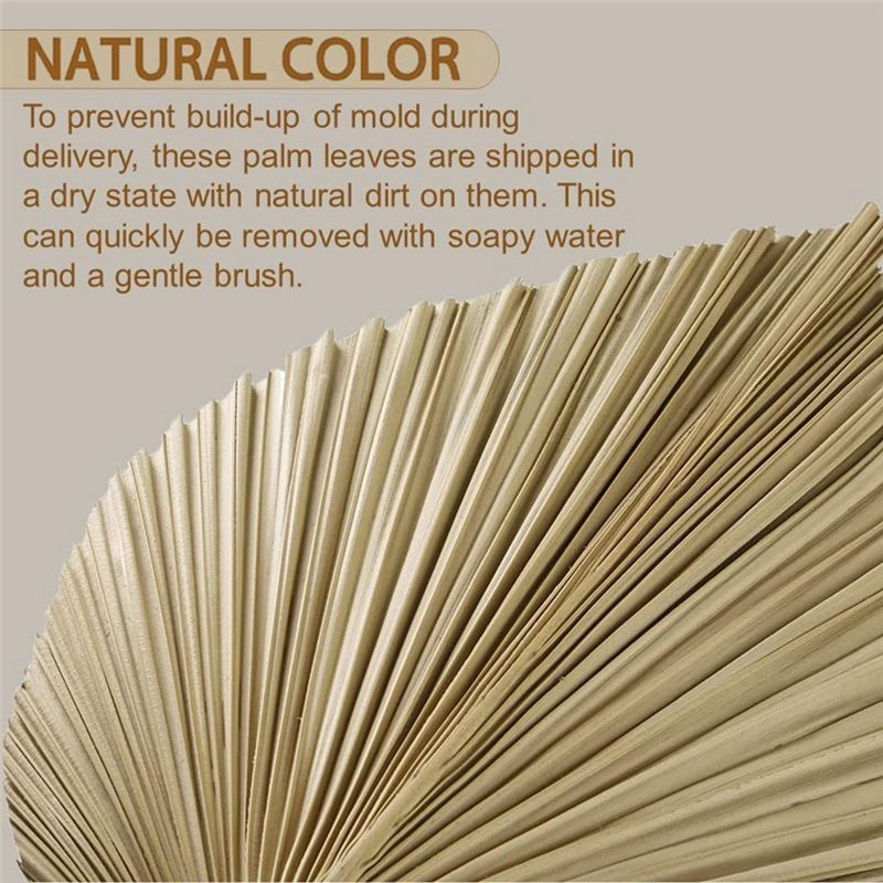 4 Hojas de Palma Naturales Sec - Palm Leaf Dried reseña y precio