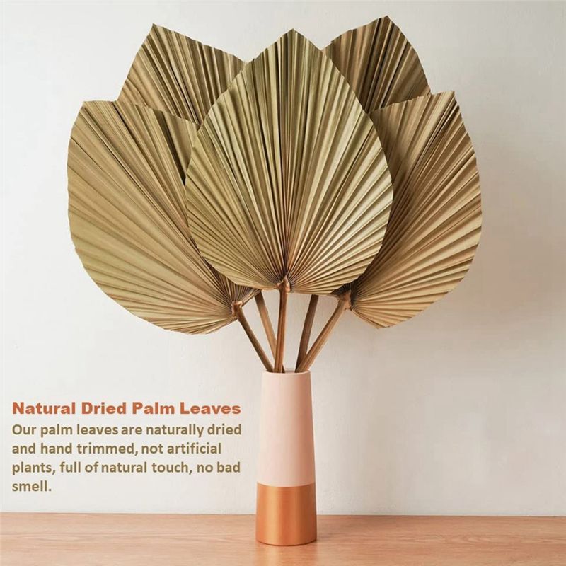 4 Hojas de Palma Naturales Sec - Palm Leaf Dried reseña y precio